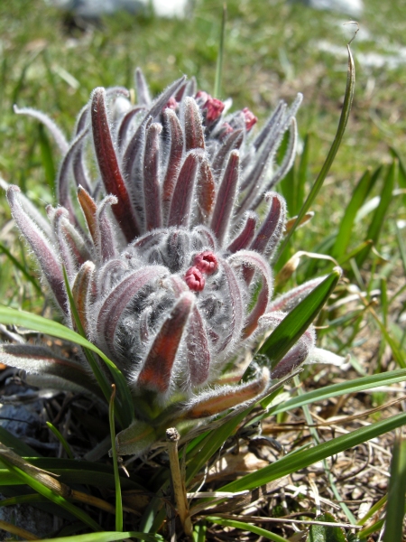 Cynoglossum magellense / Lingua di cane della Majella